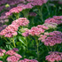Hohes-Fettblatt 'Herbstfreude' (Sedum 'Herbstfreude') - Rosa - winterhart | Bild 3