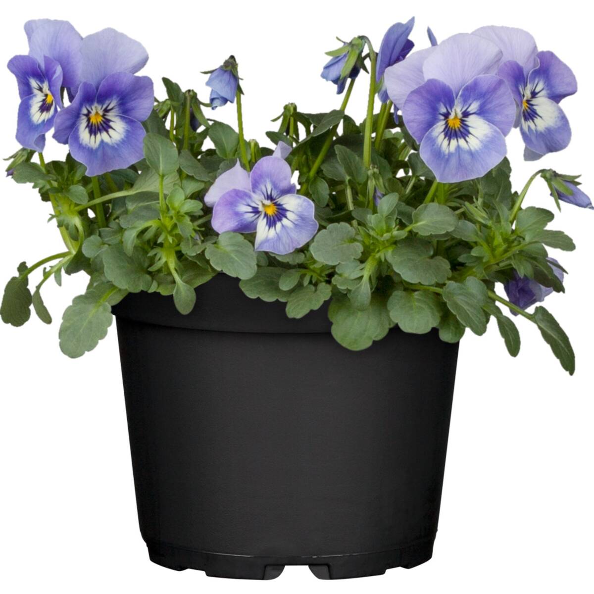 Hornveilchen, Helllila (Viola cornuta) - Blau - immergrün - winterhart - bienenfreundlich | Bild 1