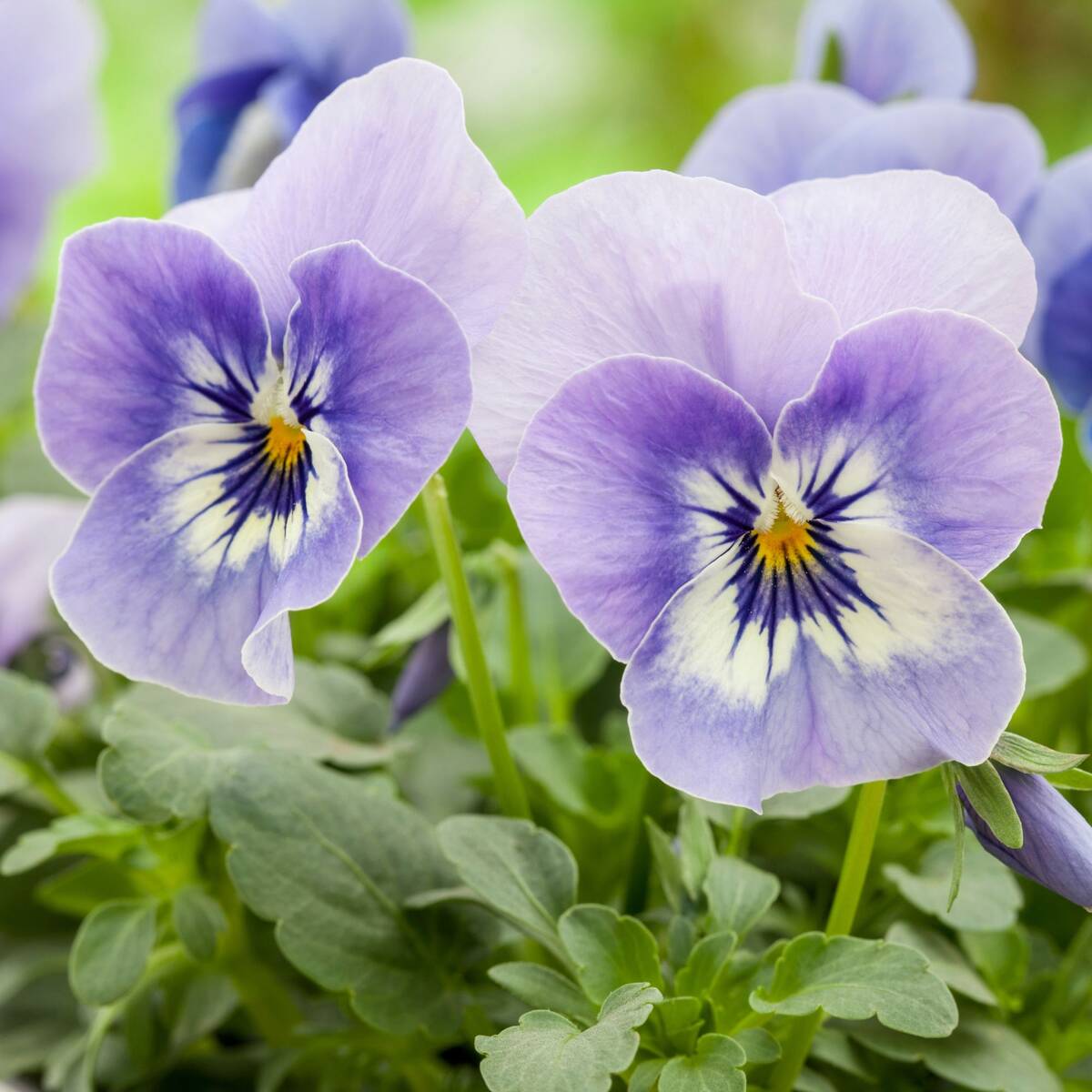 Hornveilchen, Helllila (Viola cornuta) - Blau - immergrün - winterhart - bienenfreundlich | Bild 2
