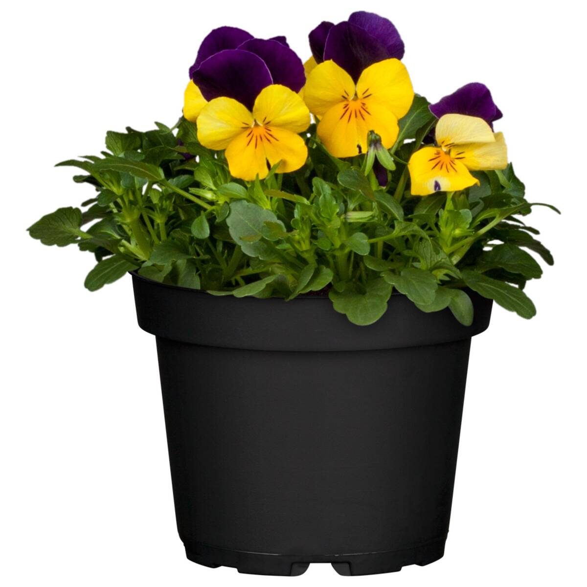 Hornveilchen, Helllila (Viola cornuta) - Bunt - immergrün - winterhart - bienenfreundlich | Bild 1