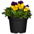 Hornveilchen, Helllila (Viola cornuta) - Bunt - immergrün - winterhart - bienenfreundlich | Bild 1