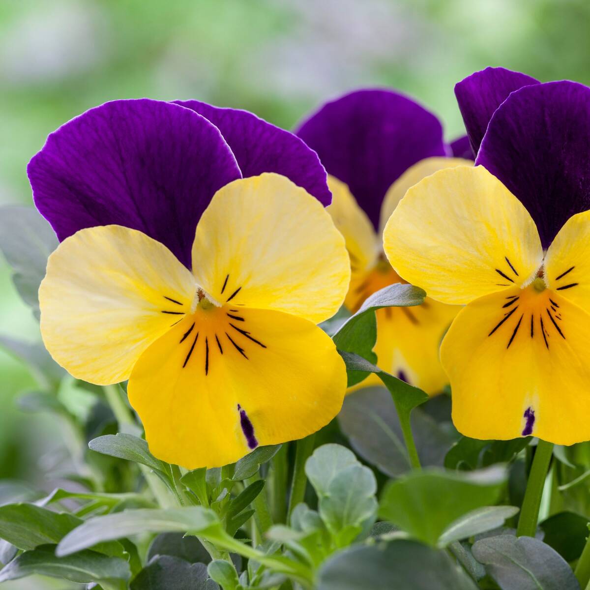 Hornveilchen, Helllila (Viola cornuta) - Bunt - immergrün - winterhart - bienenfreundlich | Bild 2