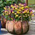 Hornveilchen, Helllila (Viola cornuta) - Bunt - immergrün - winterhart - bienenfreundlich | Bild 3