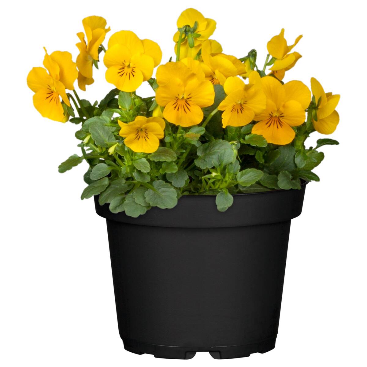 Hornveilchen, Helllila (Viola cornuta) - Gelb - immergrün - winterhart - bienenfreundlich | Bild 1