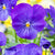 Hornveilchen, Helllila (Viola cornuta) - Pink - immergrün - winterhart - bienenfreundlich | Bild 2