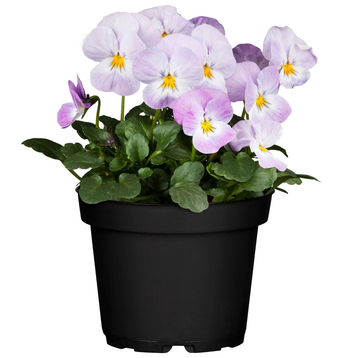 Hornveilchen, Helllila (Viola cornuta) - Rosa - immergrün - winterhart - bienenfreundlich | Bild 1