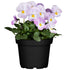 Hornveilchen, Helllila (Viola cornuta) - Rosa - immergrün - winterhart - bienenfreundlich | Bild 1
