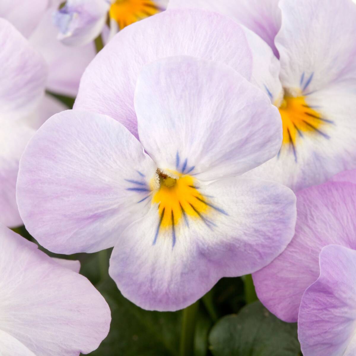 Hornveilchen, Helllila (Viola cornuta) - Rosa - immergrün - winterhart - bienenfreundlich | Bild 2
