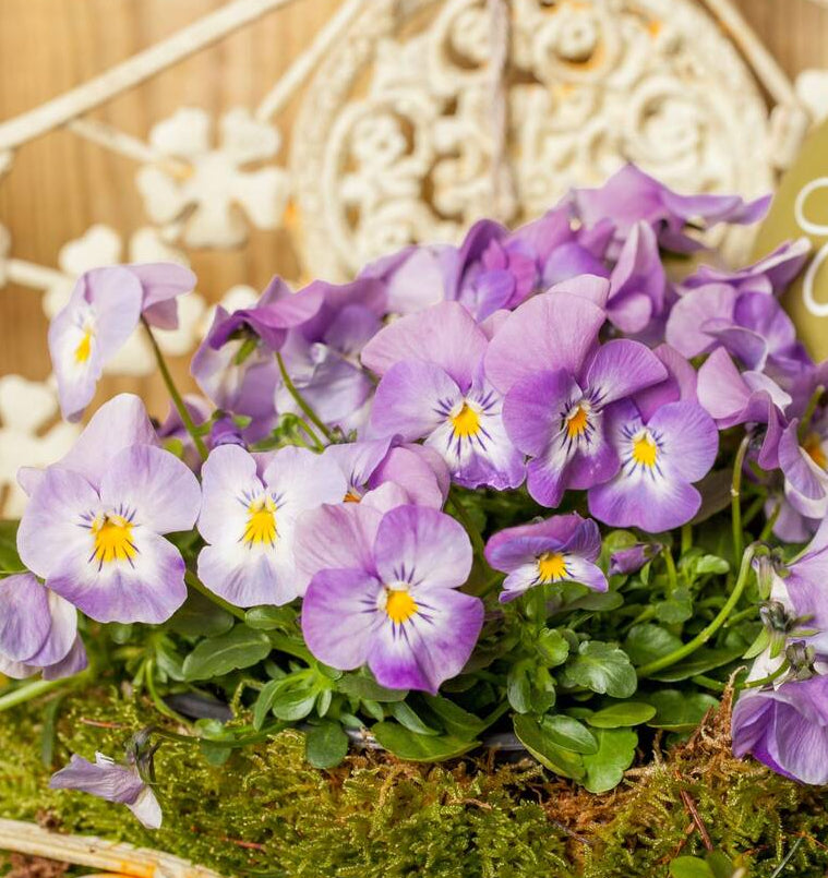 Hornveilchen, Helllila (Viola cornuta) - Rosa - immergrün - winterhart - bienenfreundlich | Bild 3