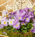 Hornveilchen, Helllila (Viola cornuta) - Rosa - immergrün - winterhart - bienenfreundlich | Bild 3