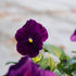 Hornveilchen, Helllila (Viola cornuta) - Rot - immergrün - winterhart - bienenfreundlich | Bild 1