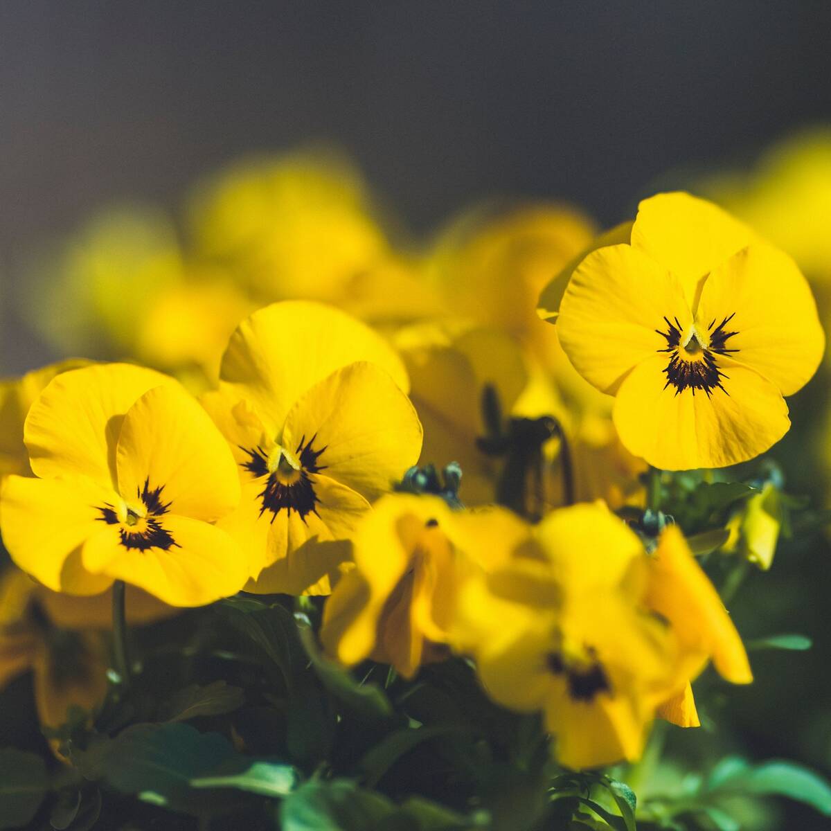 Hornveilchen, Helllila (Viola cornuta) - Schwarz - immergrün - winterhart - bienenfreundlich | Bild 1