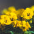 Hornveilchen, Helllila (Viola cornuta) - Schwarz - immergrün - winterhart - bienenfreundlich | Bild 1
