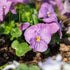 Hornveilchen, Helllila (Viola cornuta) - Violett - immergrün - winterhart - bienenfreundlich | Bild 1