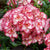 Hortensie 'Miss Saori®' (Hydrangea macrophylla 'Miss Saori®') - Rosa - sommergrün - winterhart | Bild 1