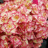 Hortensie 'Miss Saori®' (Hydrangea macrophylla 'Miss Saori®') - Rosa - sommergrün - winterhart | Bild 2