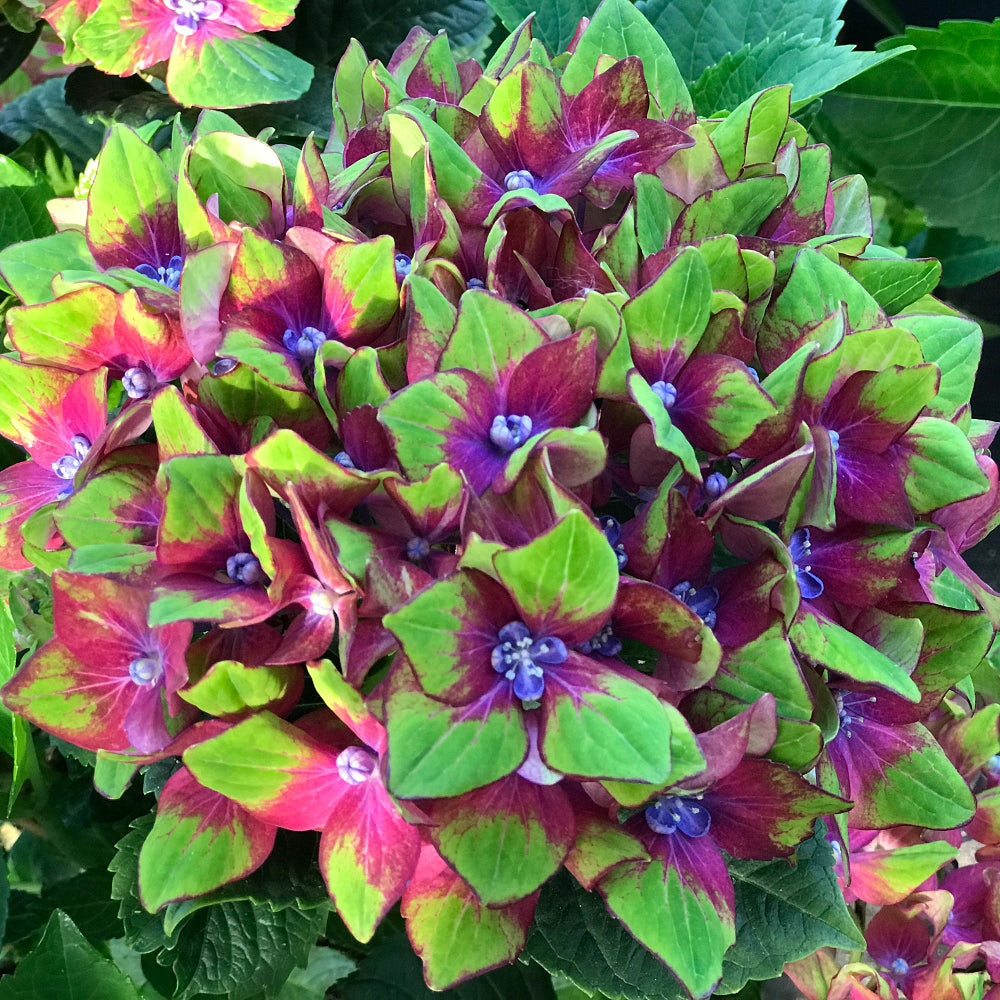 Hortensie 'Schloss Wackerbarth®' (Hydrangea macrophylla 'Schloss Wackerbarth®') - Grün - sommergrün - winterhart | Bild 1