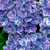 Hortensie 'Switch®' (Hydrangea macrophylla 'Switch®') - Blau - sommergrün - winterhart | Bild 1