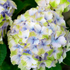 Hortensie 'Switch®' (Hydrangea macrophylla 'Switch®') - Weiß - sommergrün - winterhart | Bild 1