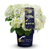 Hortensie 'Switch®' (Hydrangea macrophylla 'Switch®') - Weiß - sommergrün - winterhart | Bild 2