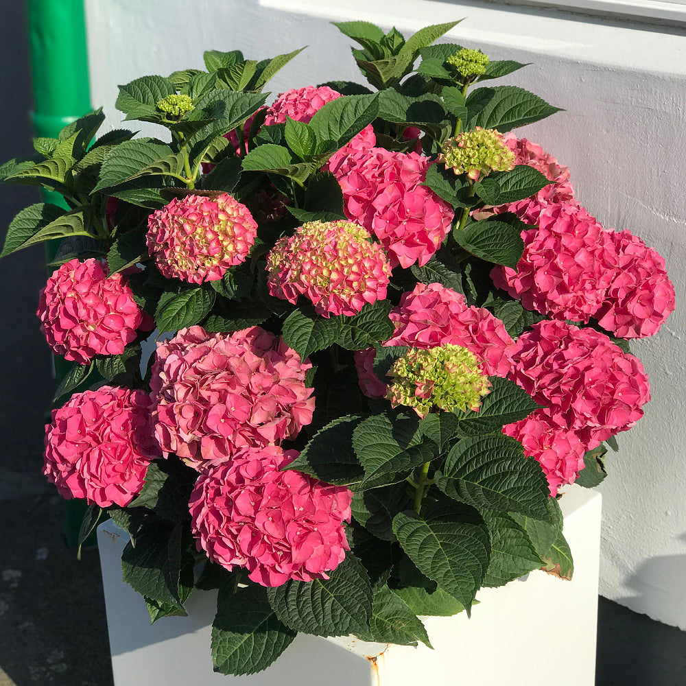 Hortensien, 3er-Set - Blau - sommergrün - winterhart | Bild 2
