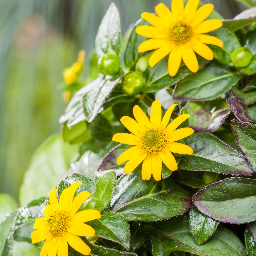 Husarenknöpfchen (Sanvitalia procumbens) - Gelb - sommergrün | Bild 1