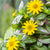 Husarenknöpfchen (Sanvitalia procumbens) - Gelb - sommergrün | Bild 1