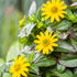 Husarenknöpfchen (Sanvitalia procumbens) - Gelb - sommergrün | Bild 1