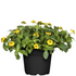 Husarenknöpfchen (Sanvitalia procumbens) - Gelb - sommergrün | Bild 2