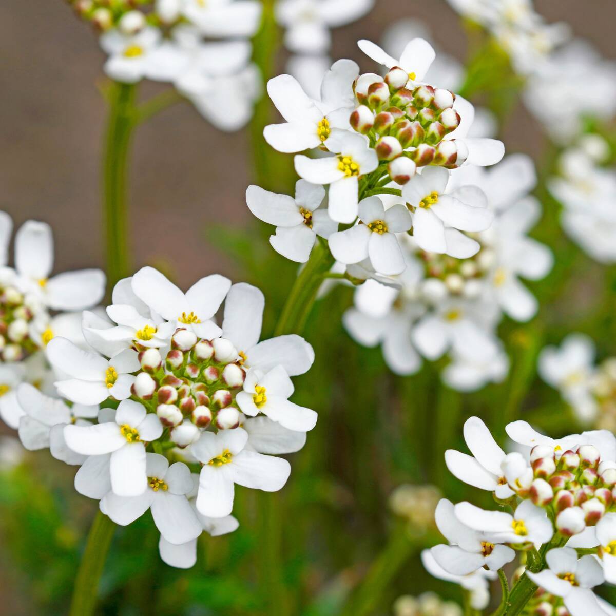 Immergrüne Schleifenblume 'Candy Ice' (Iberis sempervirens 'Candy Ice') - Weiß - winterhart | Bild 1