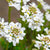 Immergrüne Schleifenblume 'Candy Ice' (Iberis sempervirens 'Candy Ice') - Weiß - winterhart | Bild 1