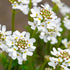 Immergrüne Schleifenblume 'Candy Ice' (Iberis sempervirens 'Candy Ice') - Weiß - winterhart | Bild 1