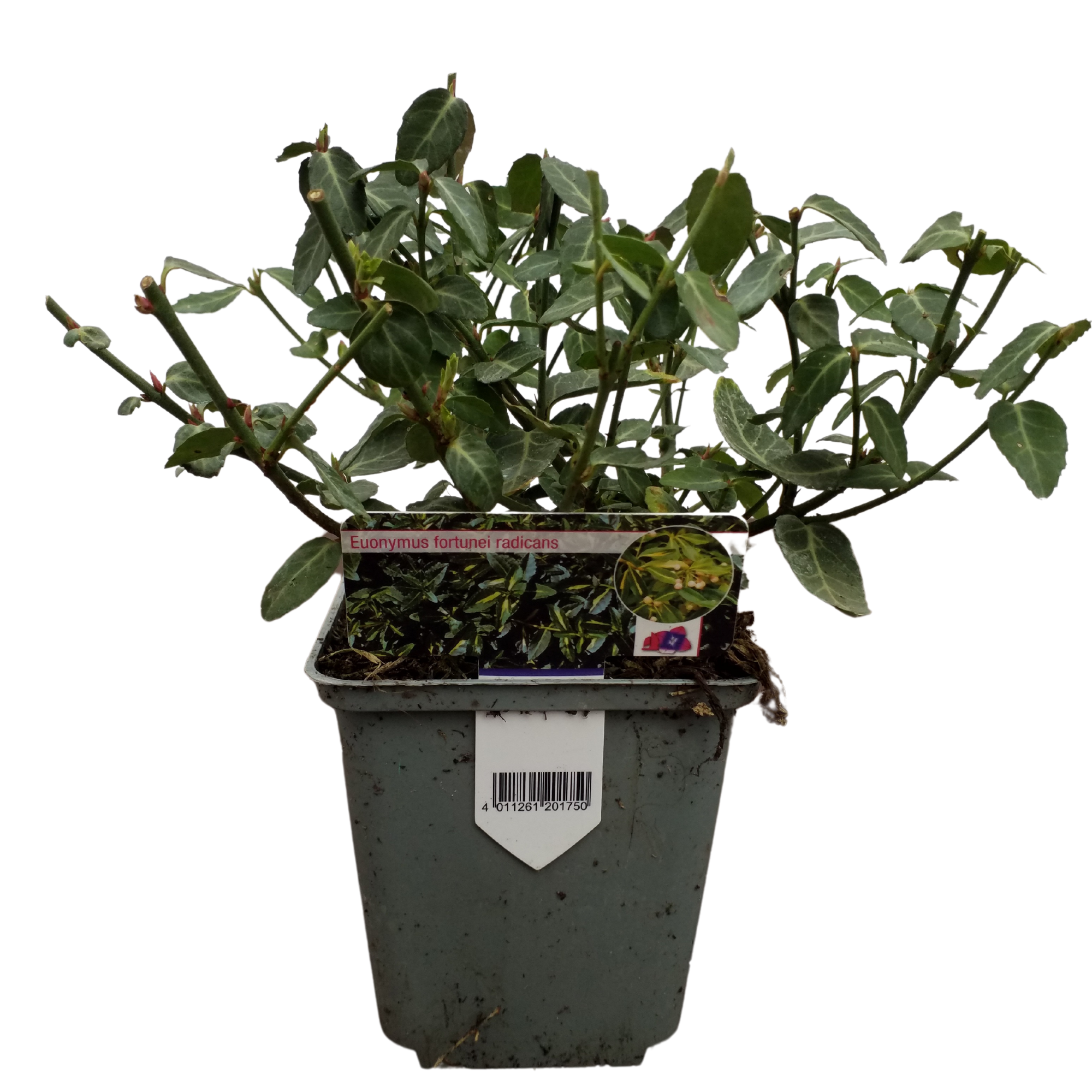 Immergrüne Spindelstrauch 'Radican' (Euonymus fortunei 'Radicans') - Weiß - immergrün - winterhart | Bild 1