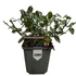 Immergrüne Spindelstrauch 'Radican' (Euonymus fortunei 'Radicans') - Weiß - immergrün - winterhart | Bild 1