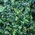 Immergrüne Spindelstrauch 'Radican' (Euonymus fortunei 'Radicans') - Weiß - immergrün - winterhart | Bild 2