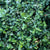 Immergrüne Spindelstrauch 'Radicans', 12er-Set (Euonymus fortunei'Radicans') - Grün - immergrün - winterhart | Bild 1