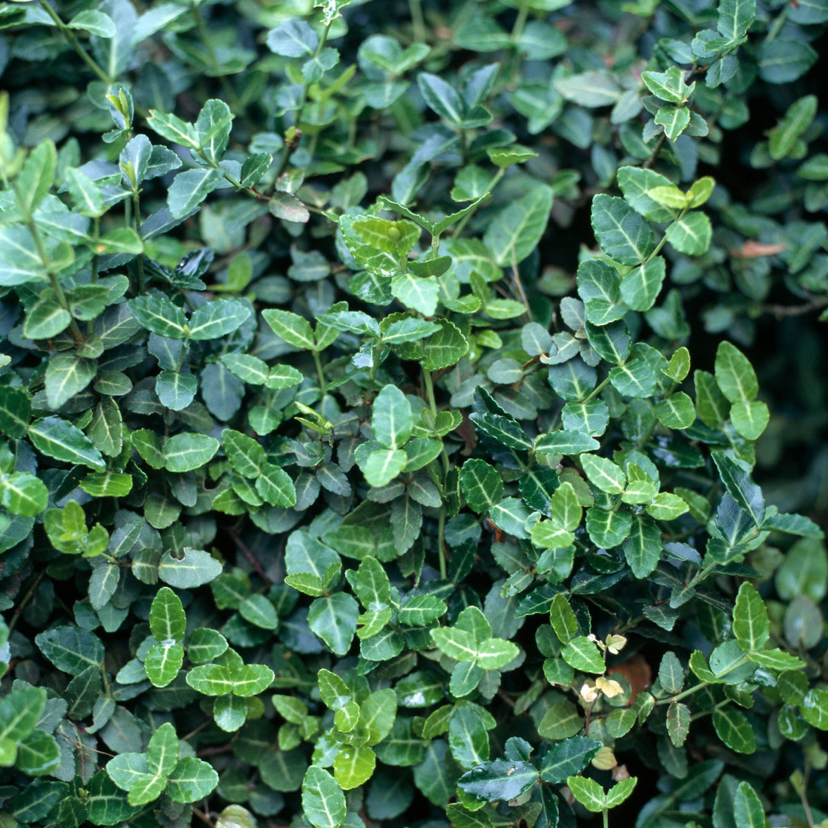 Immergrüne Spindelstrauch 'Radicans', 12er-Set (Euonymus fortunei'Radicans') - Grün - immergrün - winterhart | Bild 2