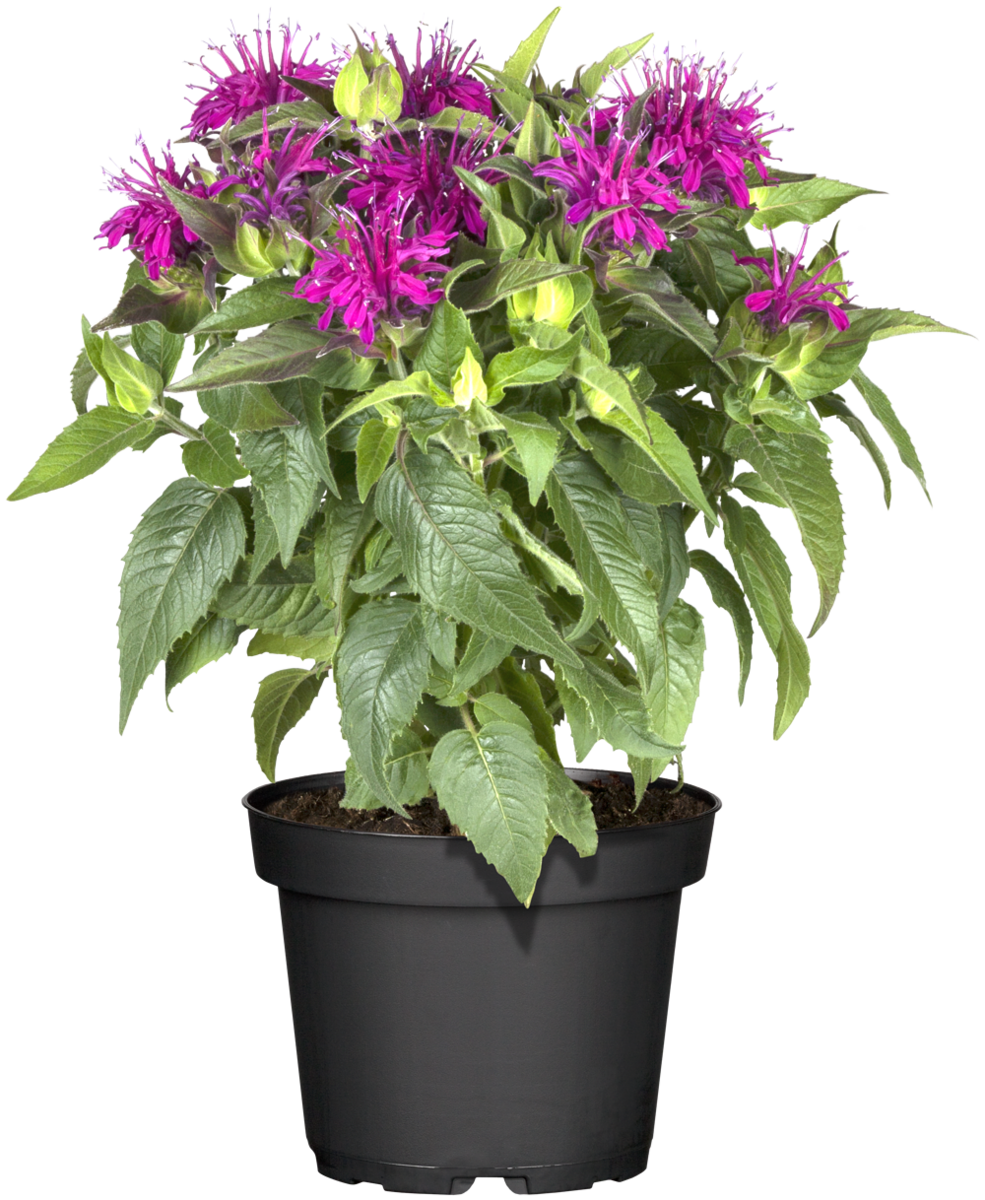 Indianernessel (Monarda didyma) - Rosa - winterhart | Bild 2