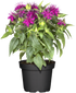 Indianernessel (Monarda didyma) - Rosa - winterhart | Bild 2