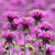 Indianernessel (Monarda didyma) - Rosa - winterhart | Bild 3