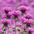 Indianernessel (Monarda didyma) - Rosa - winterhart | Bild 3