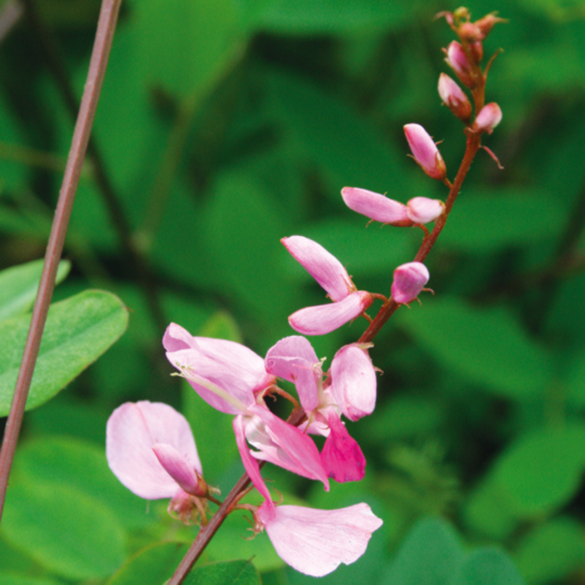 Indigostrauch 'Silk Road' (Indigofera himalayensis 'Silk Road') - Rosa - sommergrün - winterhart | Bild 1