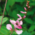 Indigostrauch 'Silk Road' (Indigofera himalayensis 'Silk Road') - Rosa - sommergrün - winterhart | Bild 1
