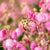 Irische Glockenheide, Weiß - Rosa | Bild 1