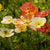Island-Mohn (Papaver nudicaule) - Bunt - sommergrün - winterhart | Bild 1