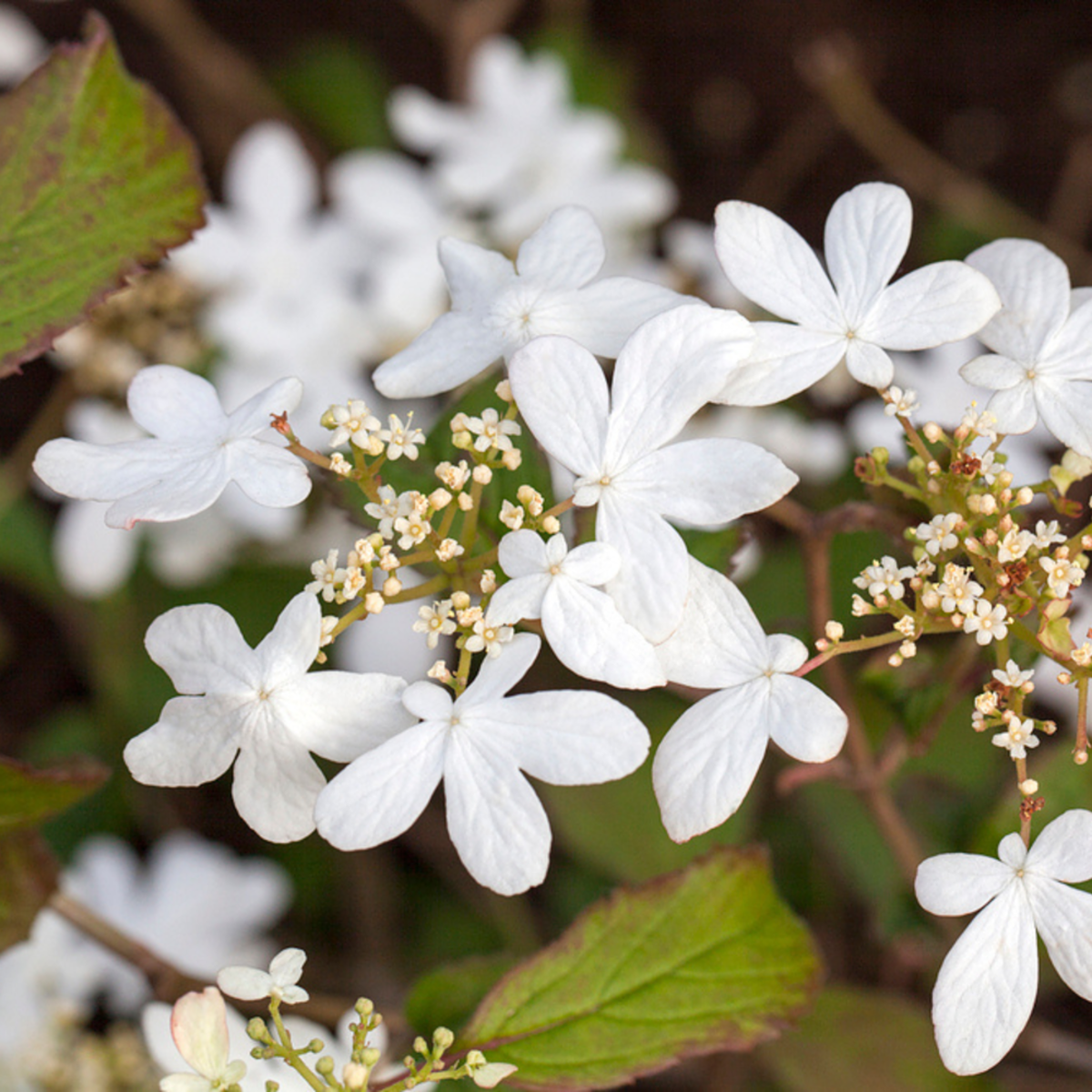Japan-Schneeball 'Watanabe' (Viburnum plicatum 'Watanabe') - Weiß - sommergrün - winterhart | Bild 1