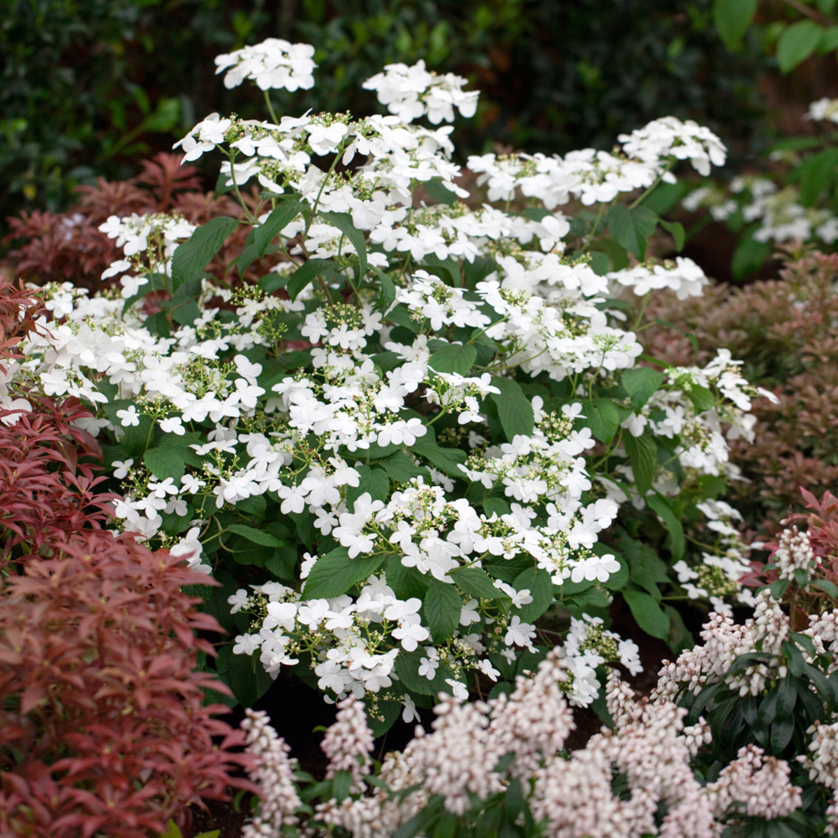 Japan-Schneeball 'Watanabe' (Viburnum plicatum 'Watanabe') - Weiß - sommergrün - winterhart | Bild 2