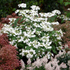 Japan-Schneeball 'Watanabe' (Viburnum plicatum 'Watanabe') - Weiß - sommergrün - winterhart | Bild 2