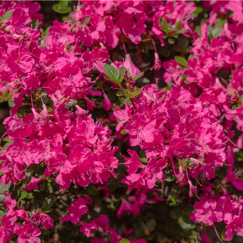 Japanische Azalee 'Anouk' (Azalea japonica 'Anouk') - Rosa - winterhart | Bild 1