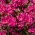 Japanische Azalee 'Anouk' (Azalea japonica 'Anouk') - Rosa - winterhart | Bild 1